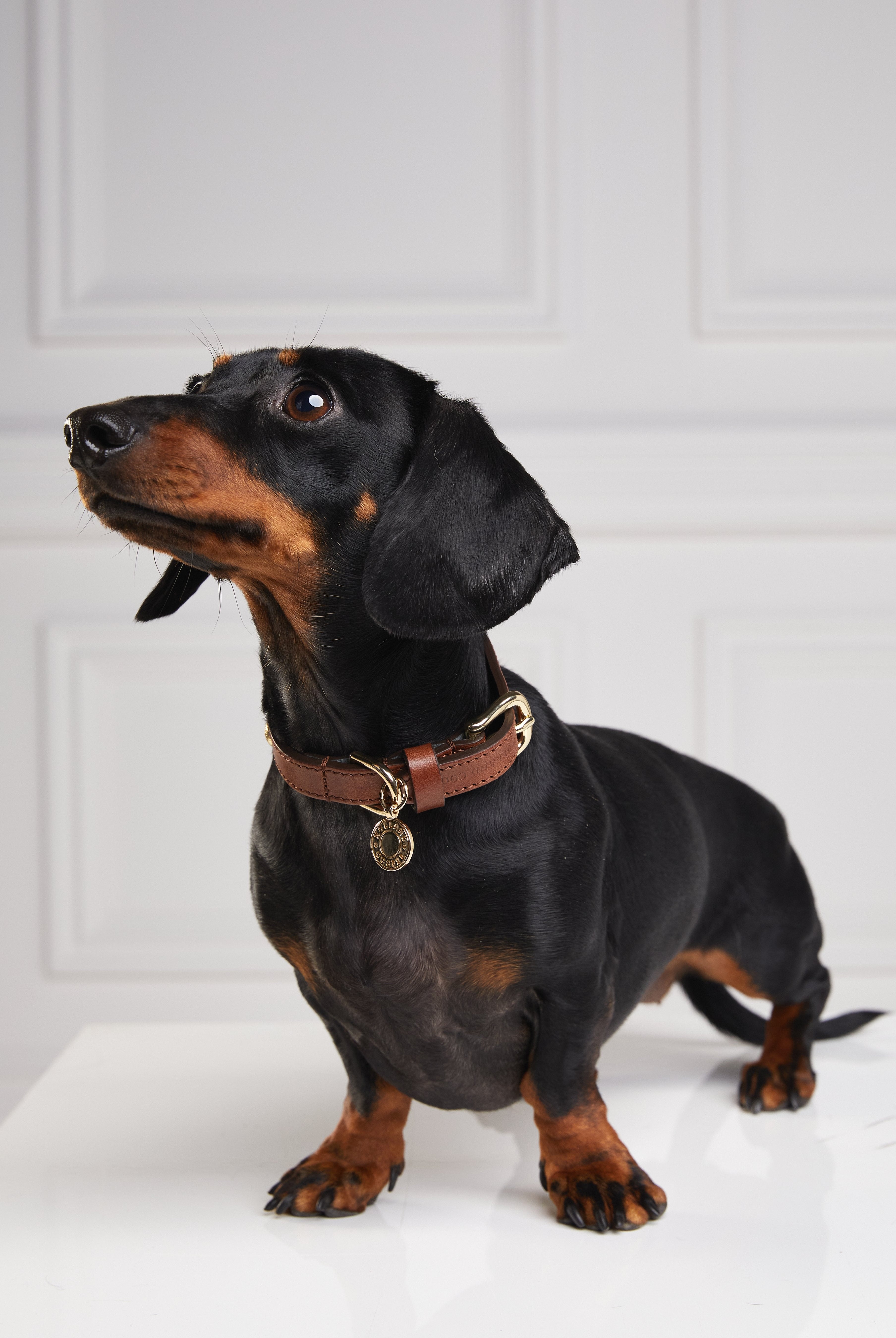 HC Studded Dog Collar - Gallery Image 43