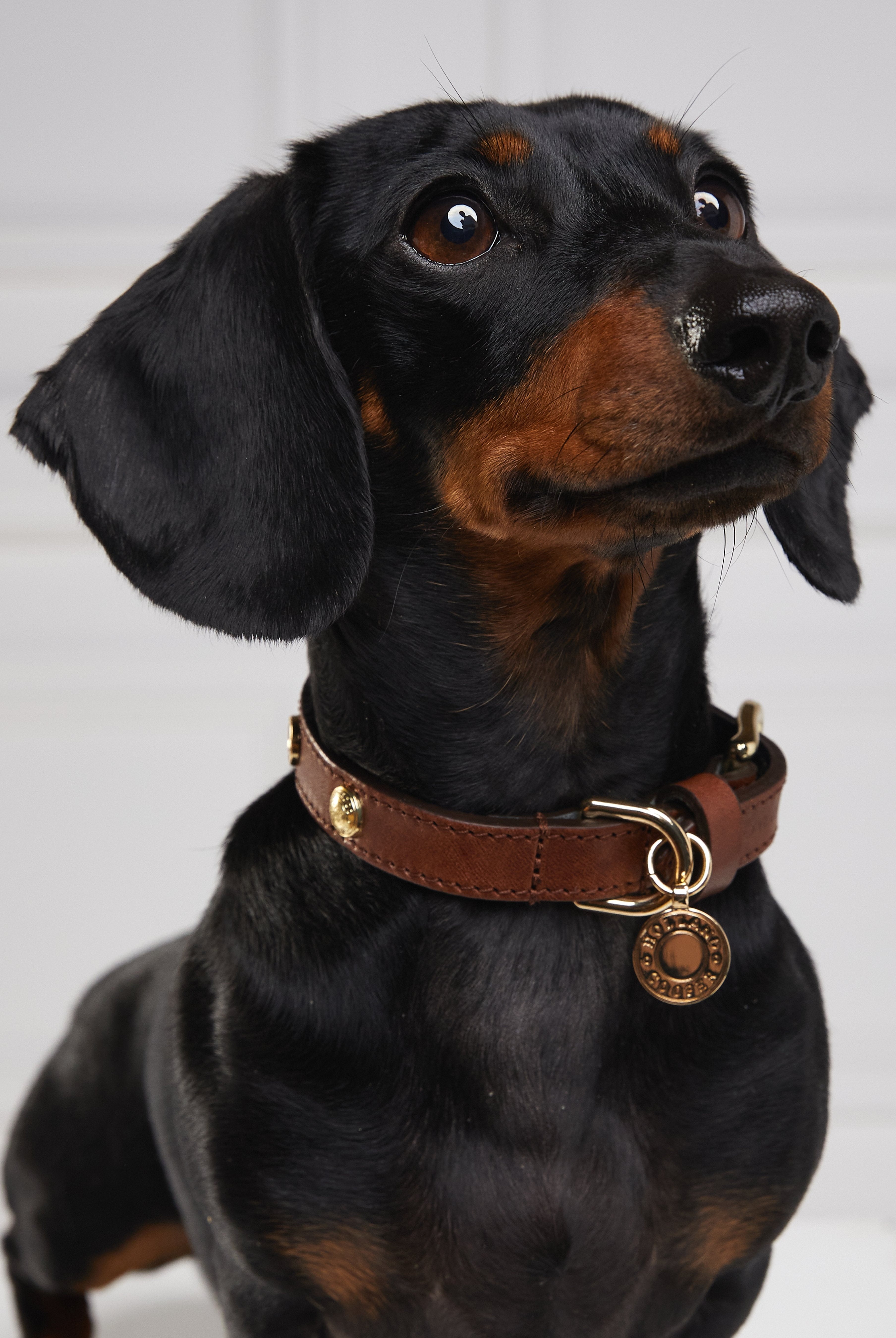 HC Studded Dog Collar - Gallery Image 36