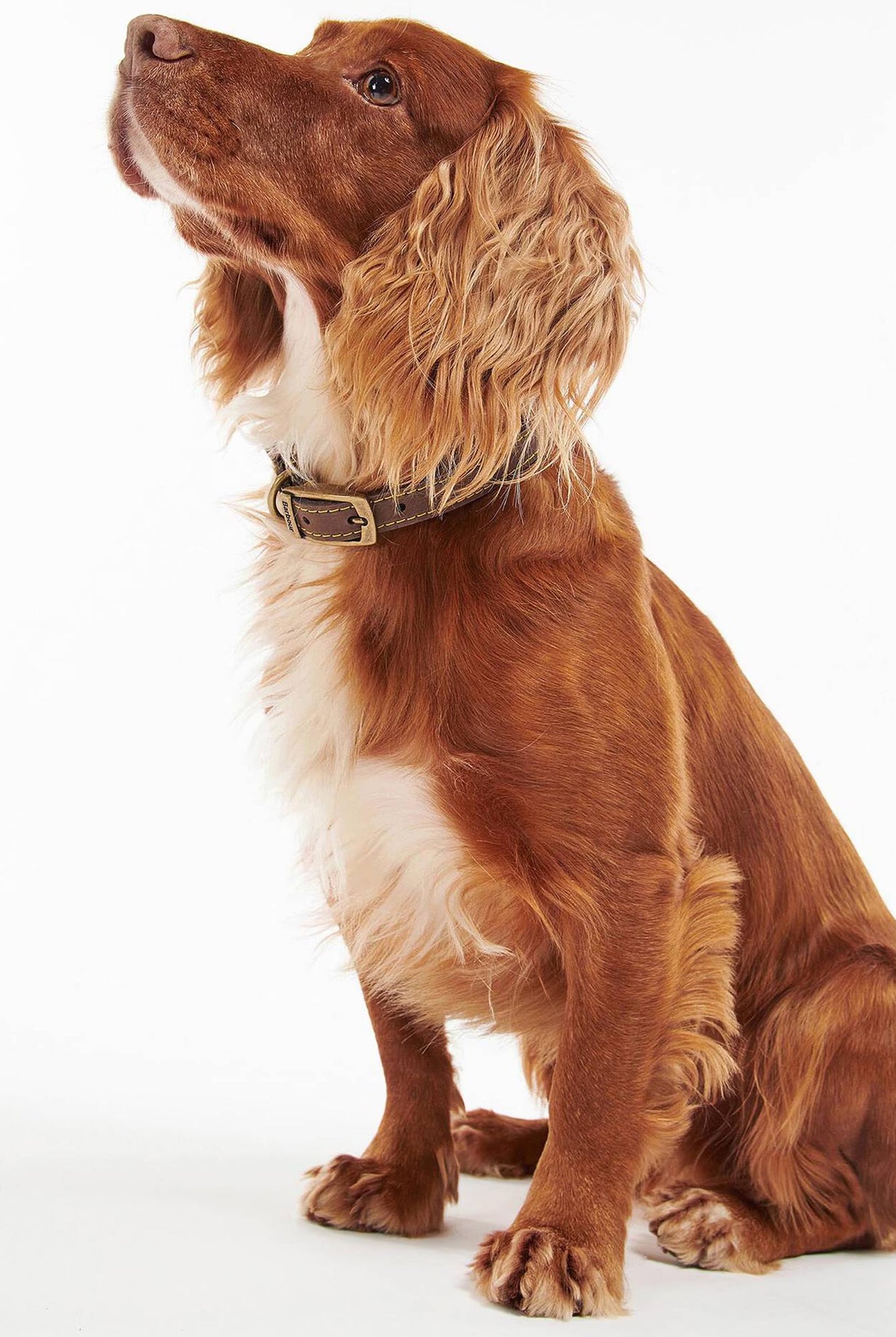 Barbour Leather Dog Collar #Colour_Brown