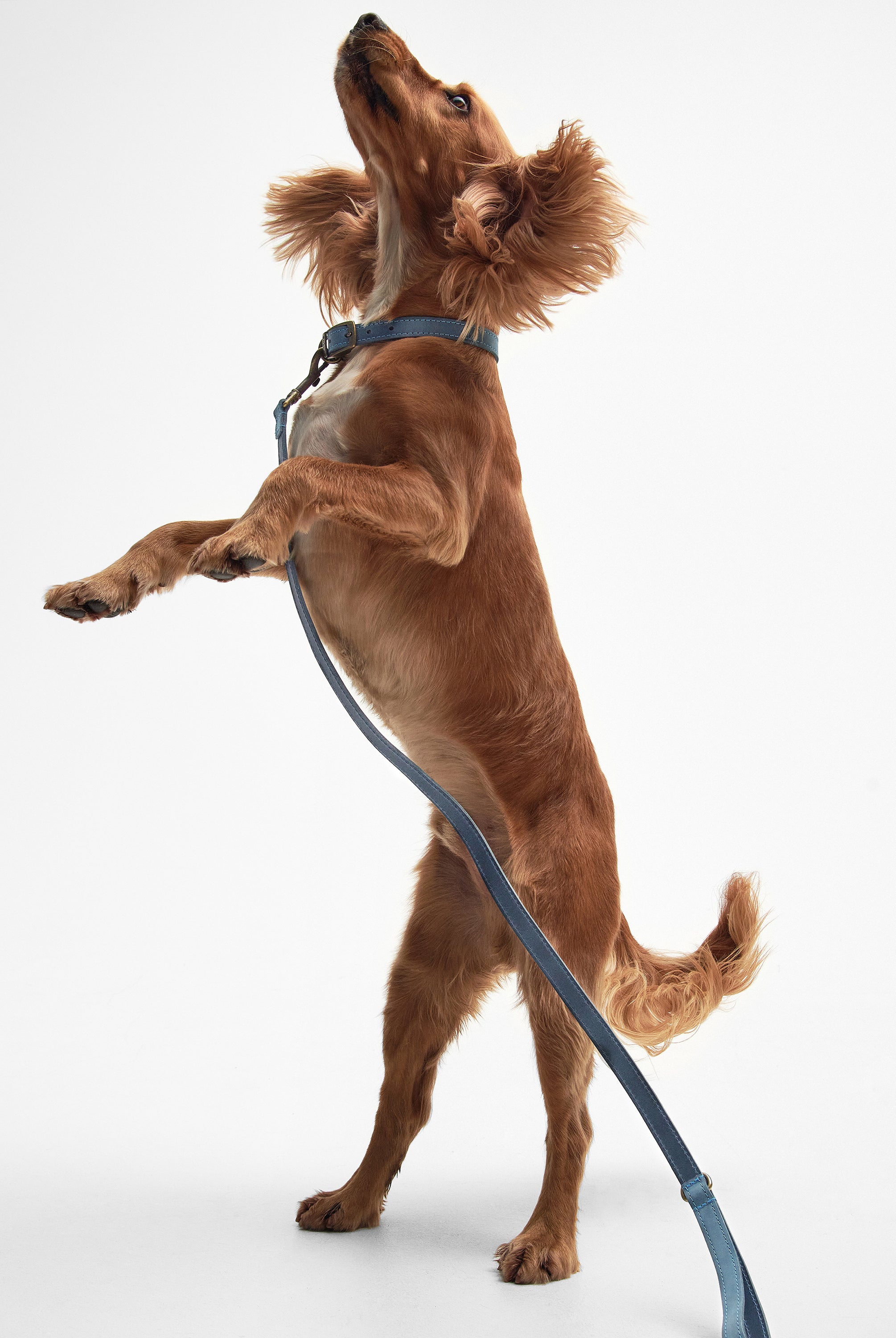 Barbour Blue Barbour Leather Dog Lead #Colour_Blue