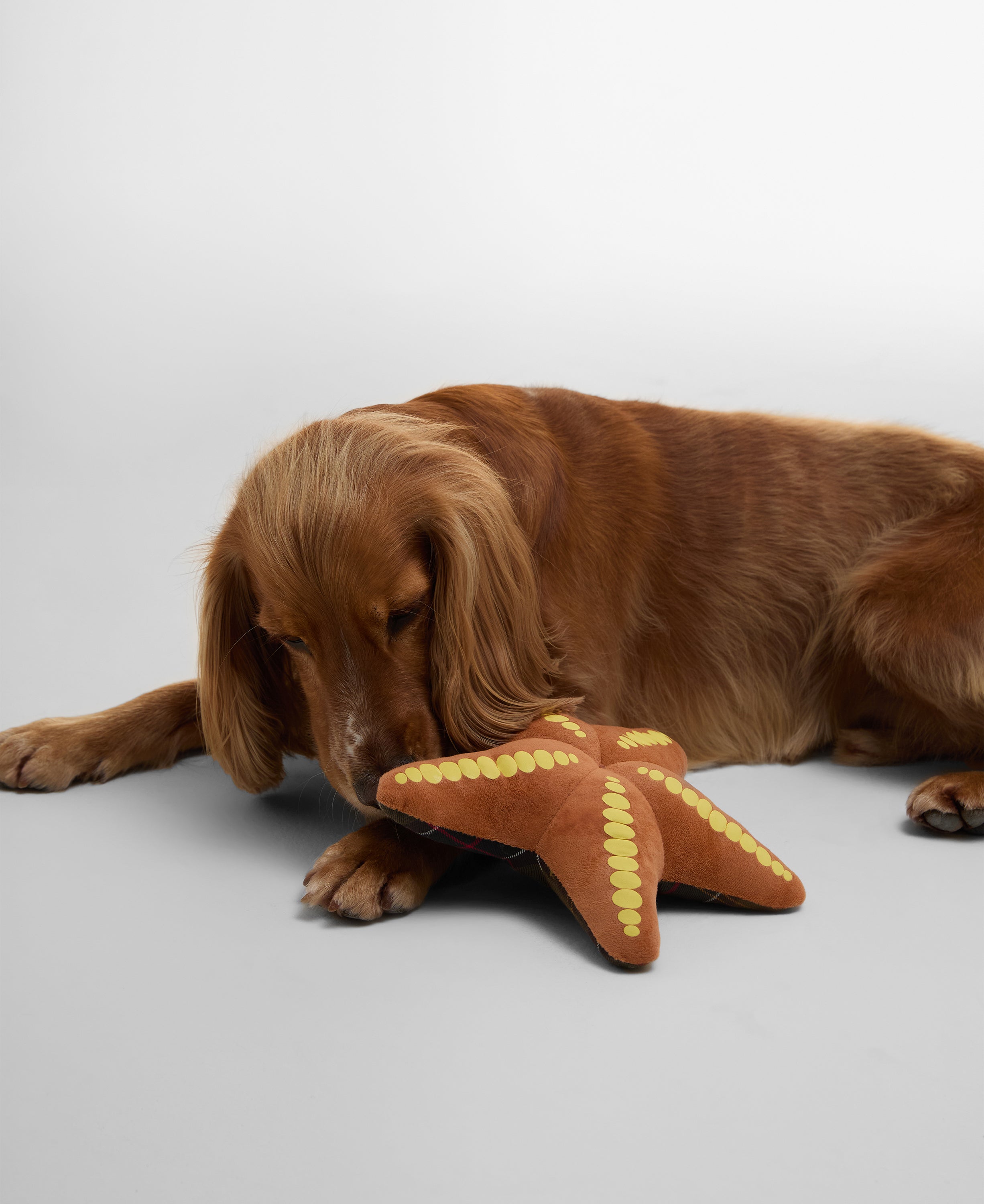 Barbour Starfish Dog Toy #Colour_