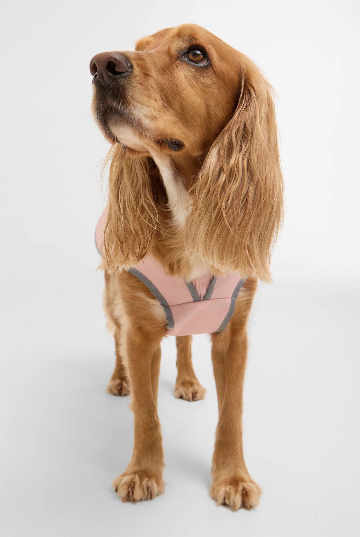 Barbour Evie Waterproof Dog Coat #Colour_Gardenia Pink