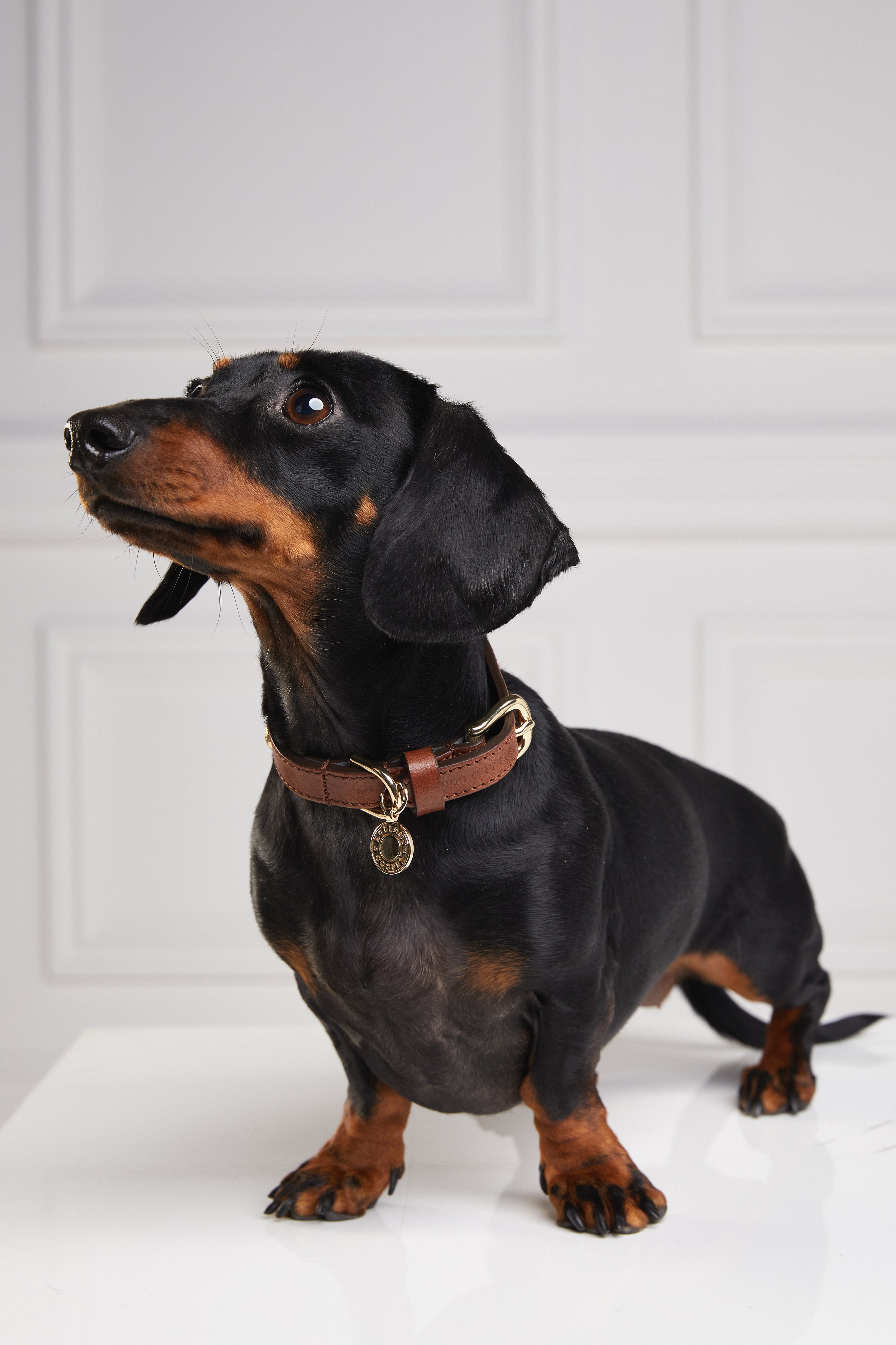 HC Studded Dog Collar - Gallery Image 43