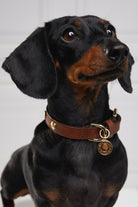 HC Studded Dog Collar - Gallery Image 36