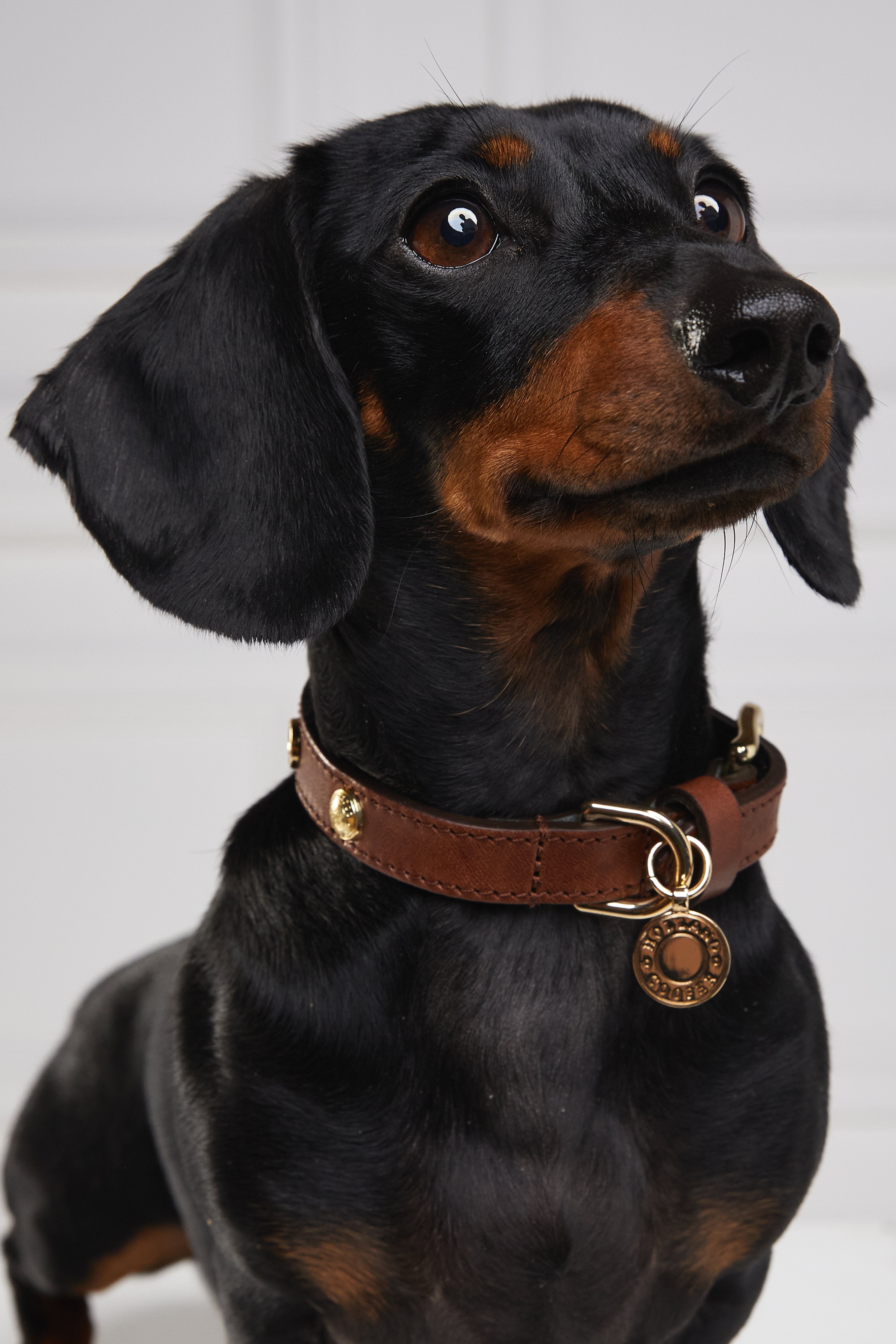 HC Studded Dog Collar - Gallery Image 36