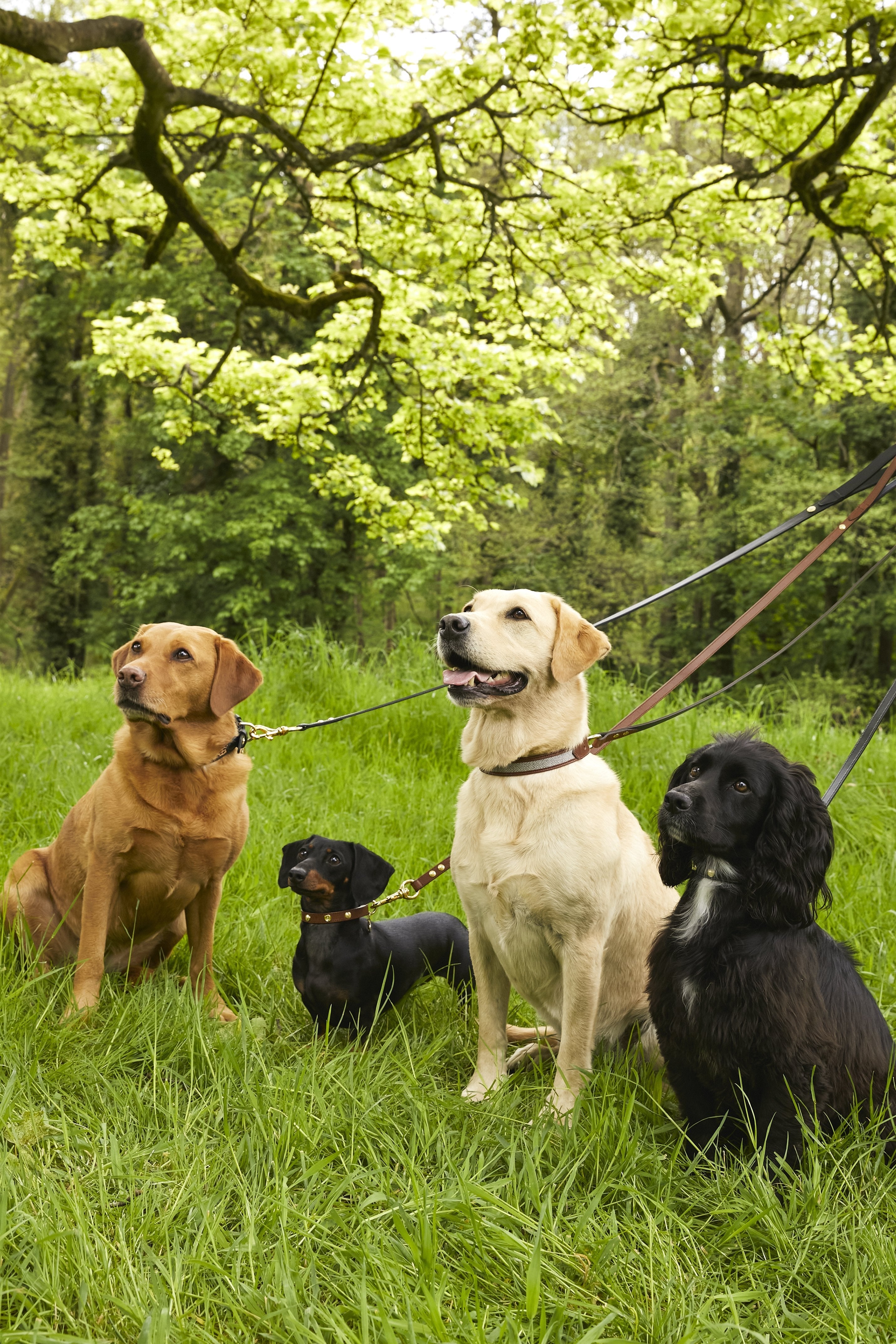 Classic Dog Lead - Gallery Image 20