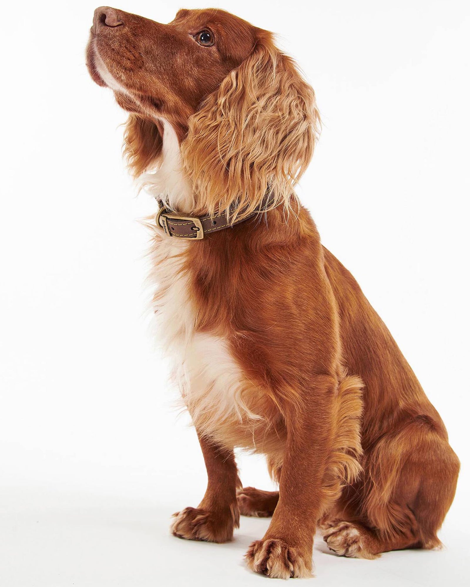 Barbour Leather Dog Collar #Colour_Brown
