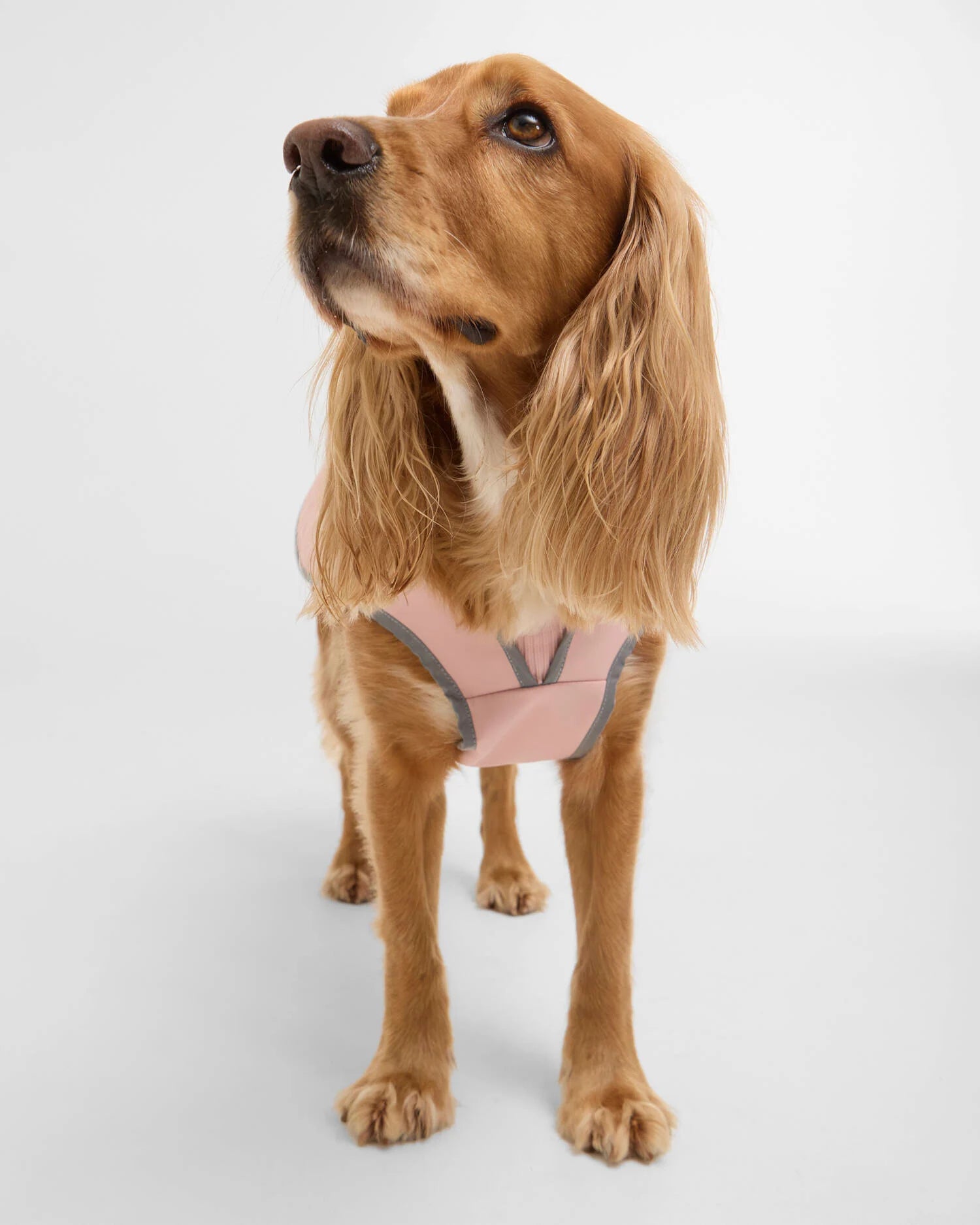 Barbour Evie Waterproof Dog Coat #Colour_Gardenia Pink