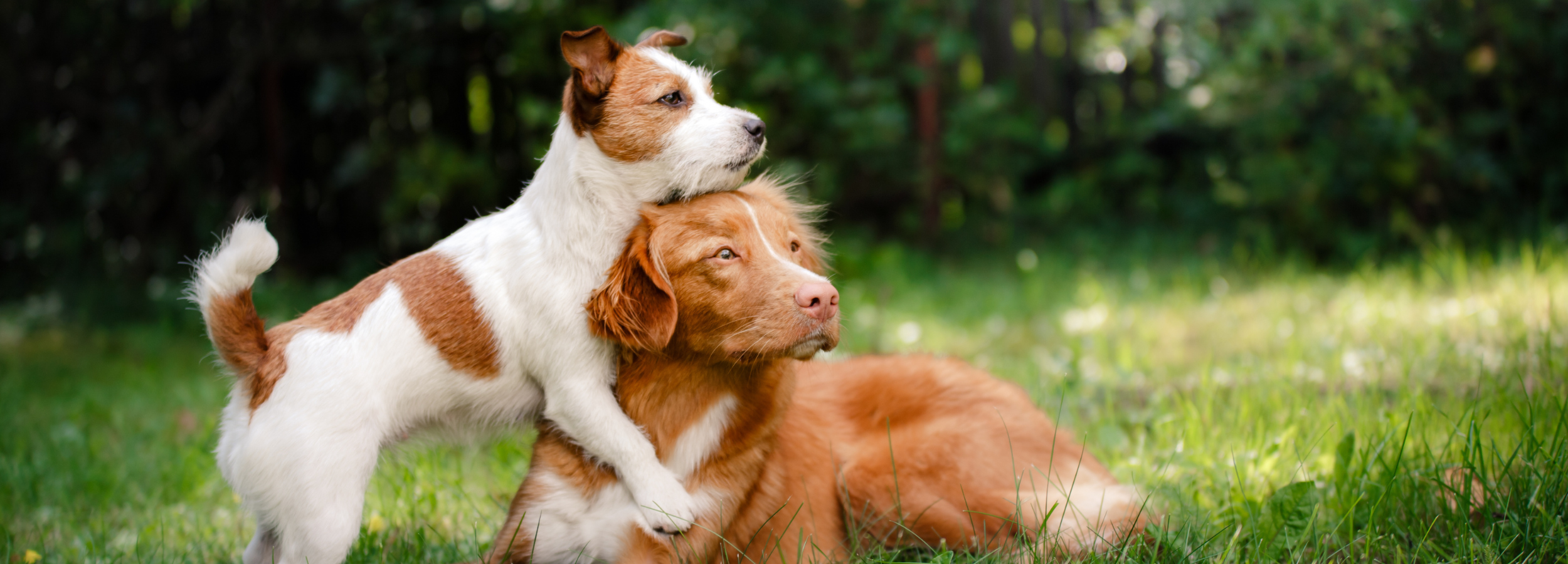 Two dogs, one white and brown and the other brown and white, standing on a grassy field.