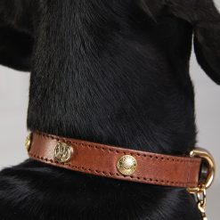 HC Studded Dog Collar - Chestnut