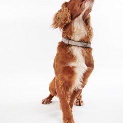 Reflective Tartan Dog Collar - Taupe
