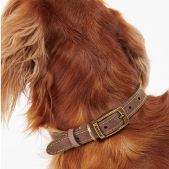 Barbour-Leather-Dog-Collar-Brown.2